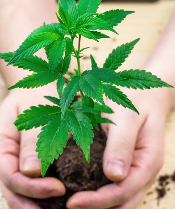 Cultivo y diseño